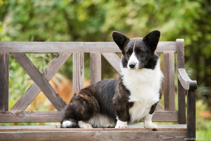 23 наихудшие породы собак для аллергии