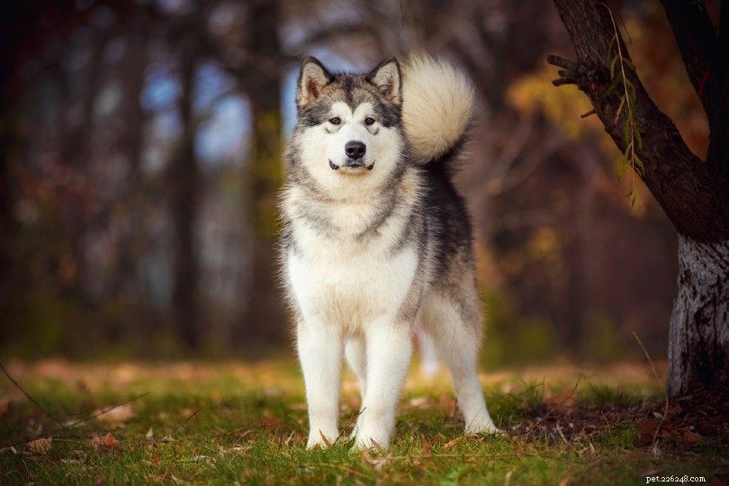 23 наихудшие породы собак для аллергии