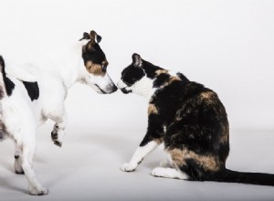 20 piores raças de cães para gatos