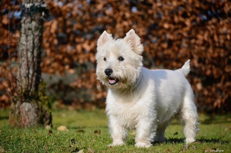15 plemen skotských psů
