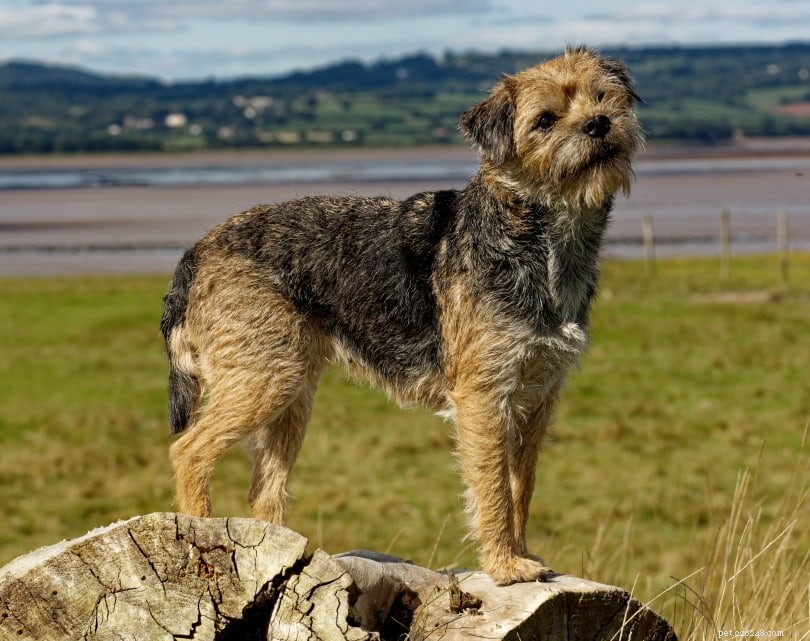 15 Schotse hondenrassen