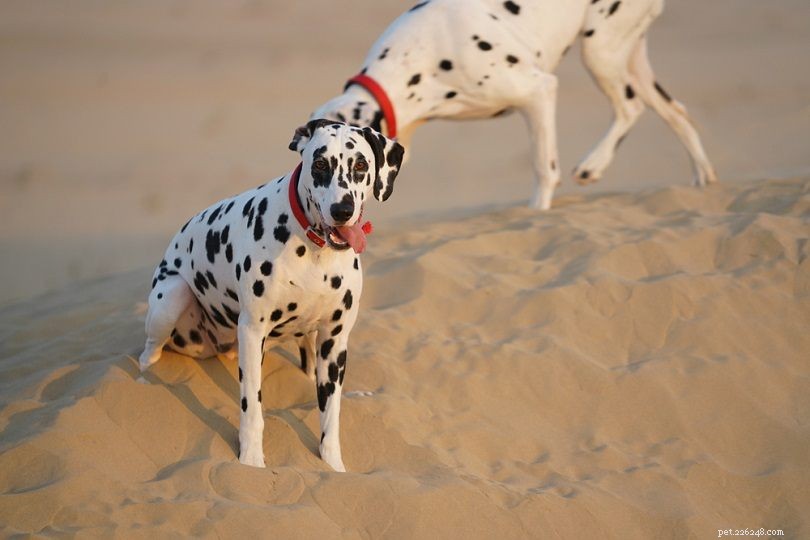 25 raças de cães mais acessíveis