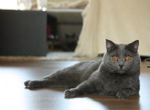 11 raças de gatos que agem como cães