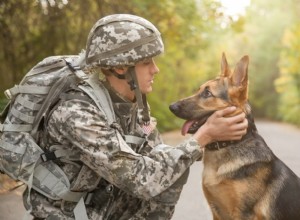 16の軍用犬の品種 