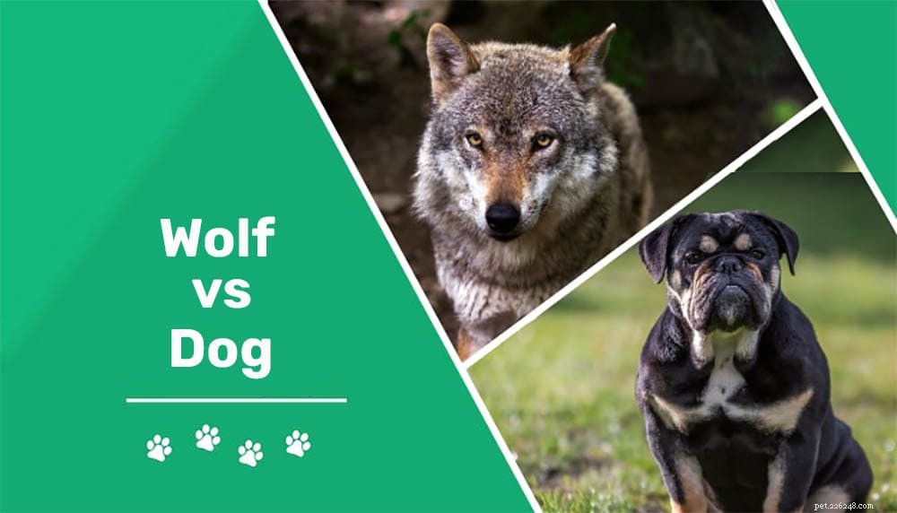 Loup contre chien :quelle est la différence ?