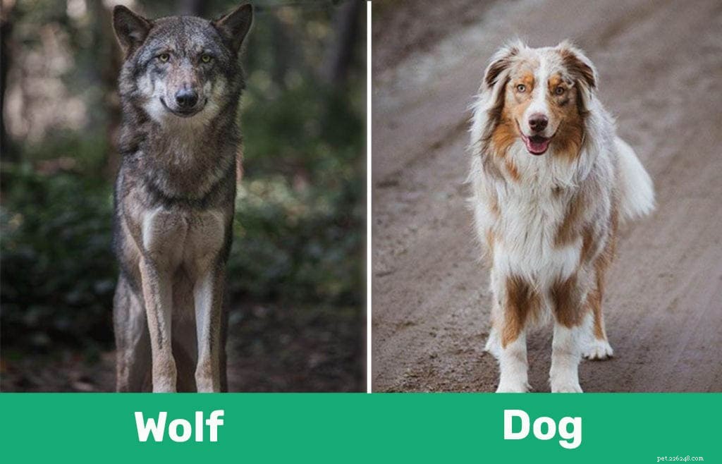 Lupo contro cane:qual è la differenza?
