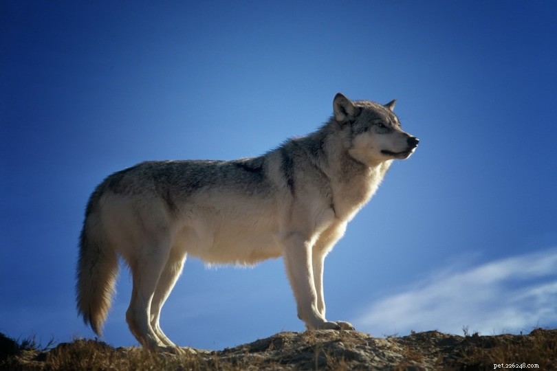 늑대 대 개:차이점은 무엇입니까?
