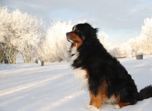 8 raças de cães suíços