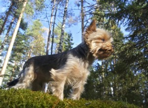 6 tipos de raças de cães Yorkie (com fotos)