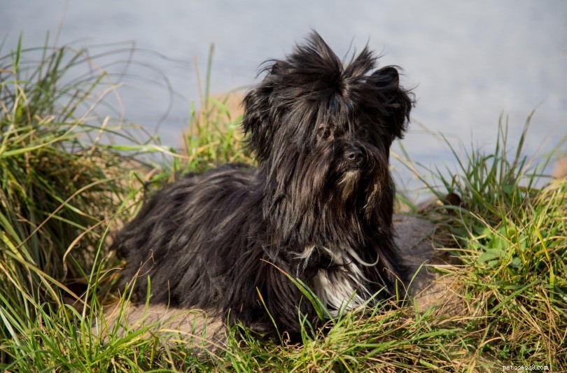 6 typů yorkských plemen psů (s obrázky)