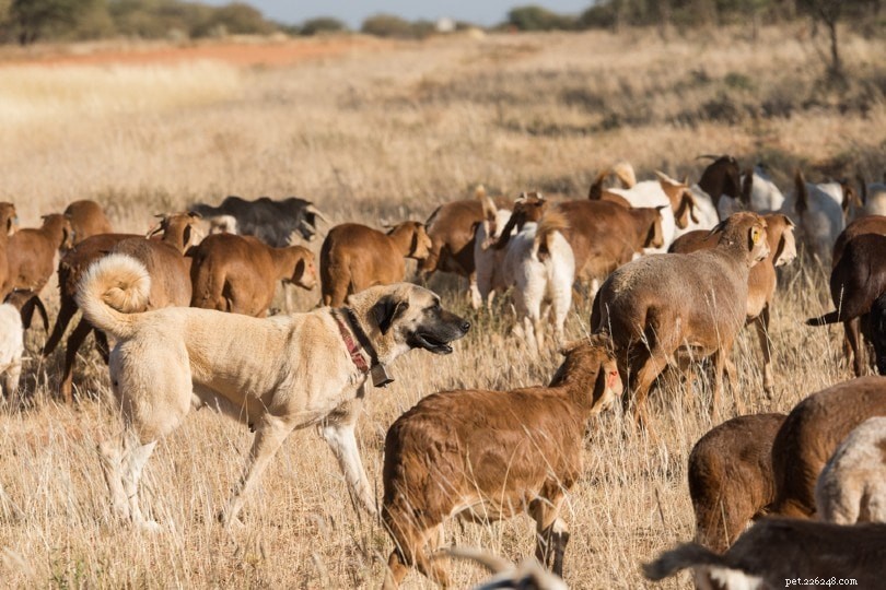 12 razze di cani guardiani del bestiame
