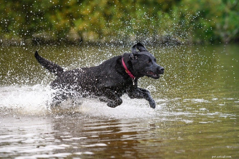 15 hondenrassen die van water en zwemmen houden