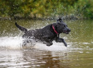 水と水泳を愛する15の犬種 