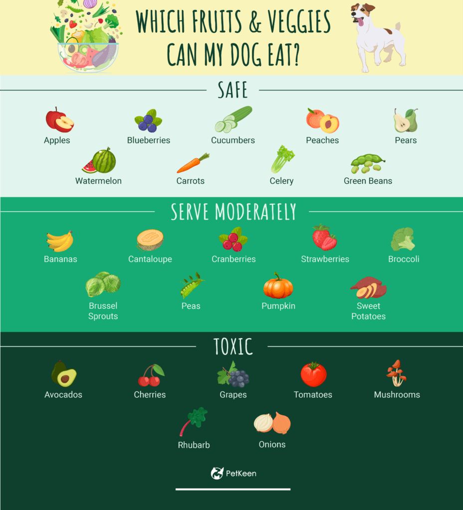 개가 먹을 수 있는 18가지 과일 및 야채(인포그래픽 포함)