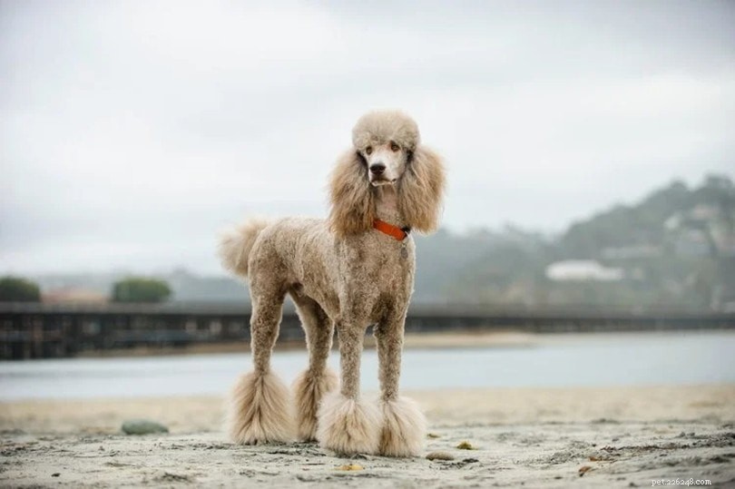 15 races de chiens qui aiment l eau et la natation