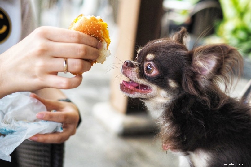 개가 먹어도 안전한 17가지 인간 식품