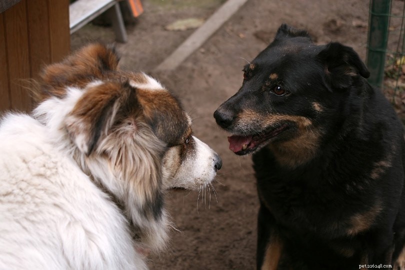 Hoe communiceren honden met elkaar?