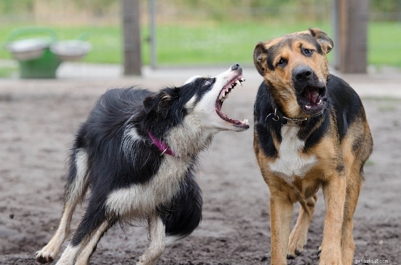 Как собаки общаются друг с другом?