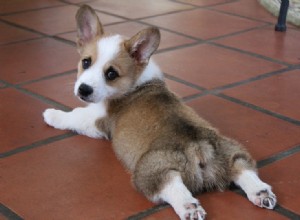 O que é um Sploot? (E por que cães e gatos fazem isso?)