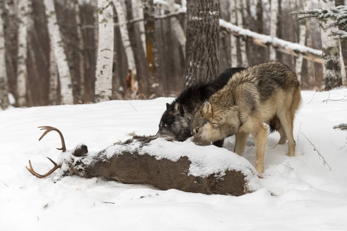 Wat eten wolven? (&Hoe verhoudt het zich tot honden?)