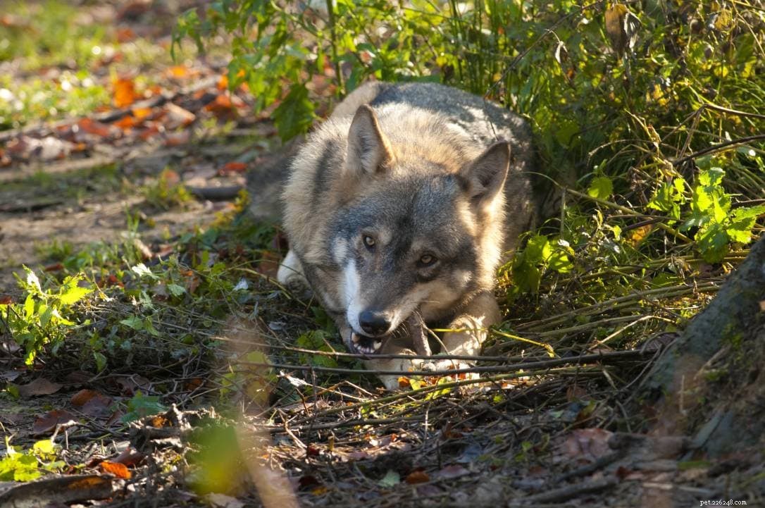 Cosa mangiano i lupi? (e come si confronta con i cani?)