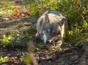 O que os lobos comem? (&Como ele se compara aos cães?)