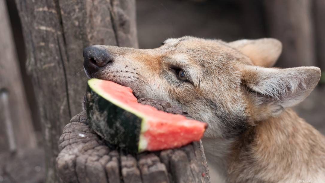 Que mangent les loups ? (&Comment se compare-t-il aux chiens ?)