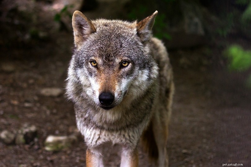 Kommer alla hundar från vargar? (Evolution History of the Wolf)