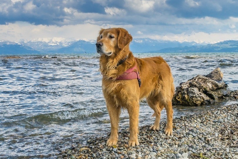 16 meilleures races de chiens pour les seniors et les personnes âgées