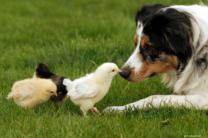 Udržování psů a kuřat pohromadě:Jak jim pomoci vyjít spolu