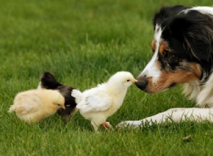 Mantendo cães e galinhas juntos:como ajudá-los a se dar bem