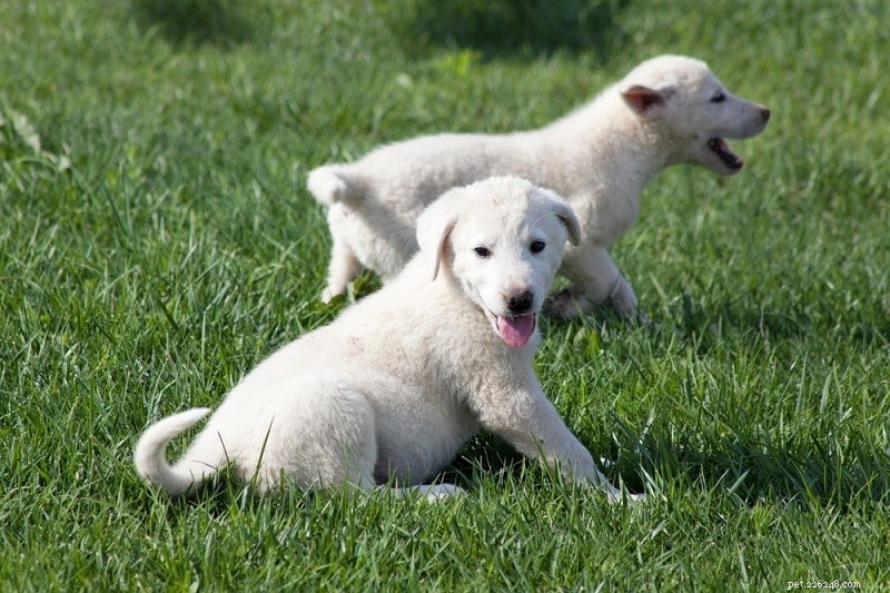 Plus de 150 races de chiens (A à Z) - Liste complète des races de chiens (avec photos)