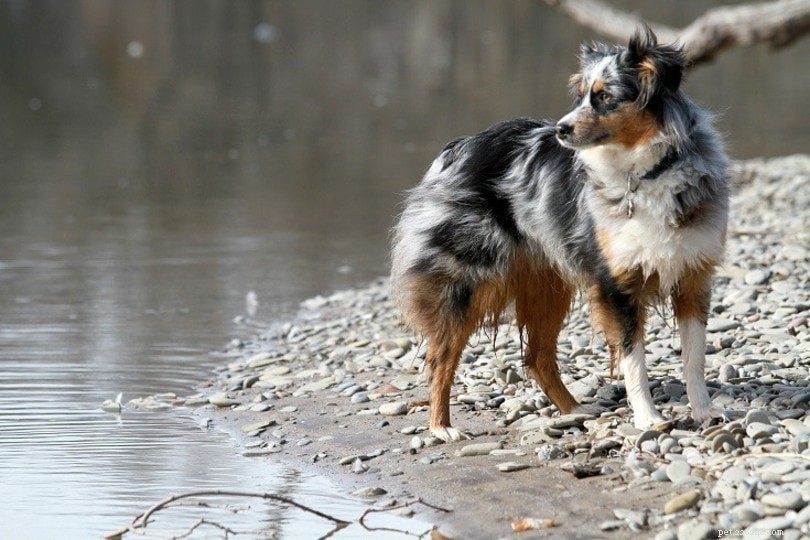 Mais de 150 raças de cães (A a Z) – Lista completa de raças de cães (com fotos)