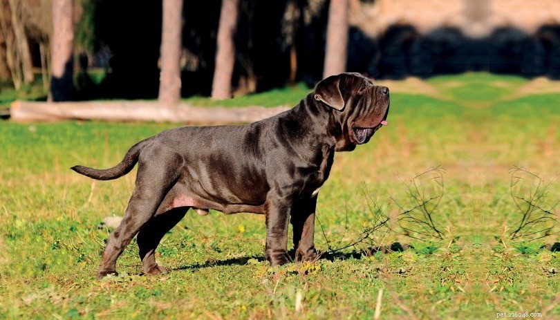 150以上の犬の品種（AからZ）–犬の品種の完全なリスト（写真付き） 