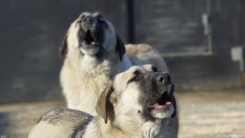 8 raisons pour lesquelles les chiens hurlent (et comment l arrêter)
