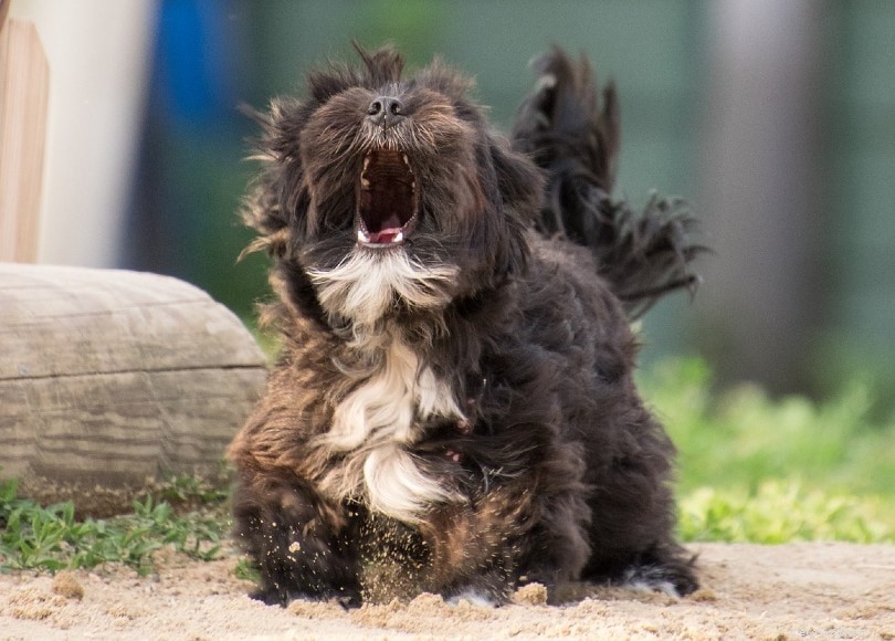 8 raisons pour lesquelles les chiens hurlent (et comment l arrêter)