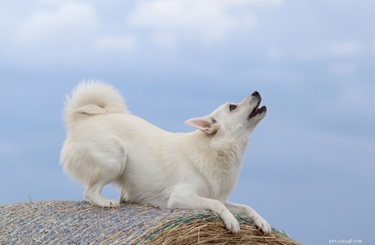 8 důvodů, proč psi vyjí (a jak to zastavit)