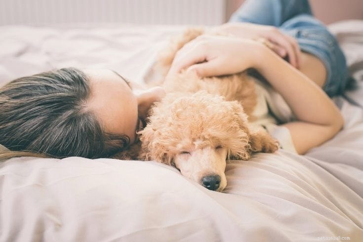 8 benefícios científicos de dormir com seu cachorro