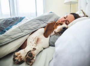 8 benefícios científicos de dormir com seu cachorro