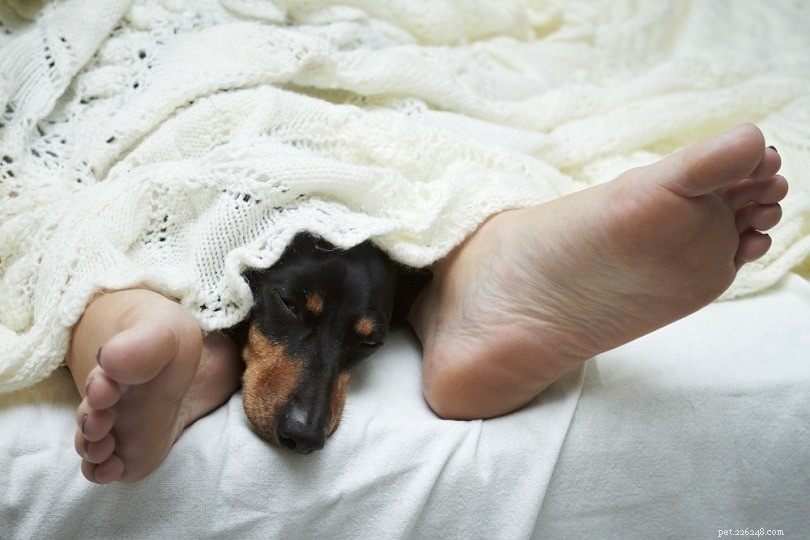 8 wetenschappelijke voordelen van slapen met je hond