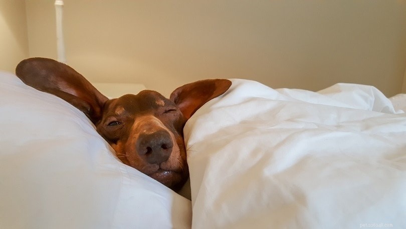 8 wetenschappelijke voordelen van slapen met je hond