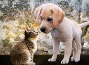 Como apresentar um gatinho ao seu cão (7 dicas)