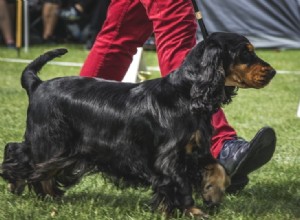 14 fatos fascinantes sobre shows de cães que você nunca soube