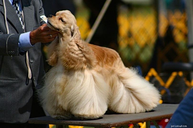 14 fatos fascinantes sobre shows de cães que você nunca soube