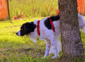 Por que os cães fazem xixi nas árvores? E como pará-los!