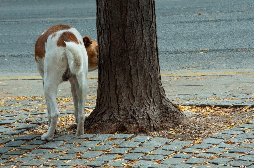 개가 나무에 오줌을 싸는 이유는 무엇입니까? 그리고 그들을 막는 방법!