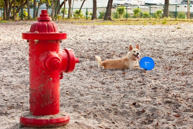 Waarom plassen honden op brandkranen?