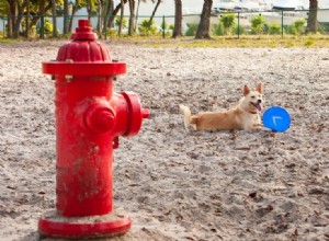Proč psi čůrají na požární hydranty?