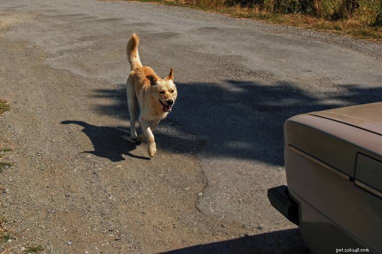 6 důvodů, proč psi honí auta (a jak tomu zabránit)