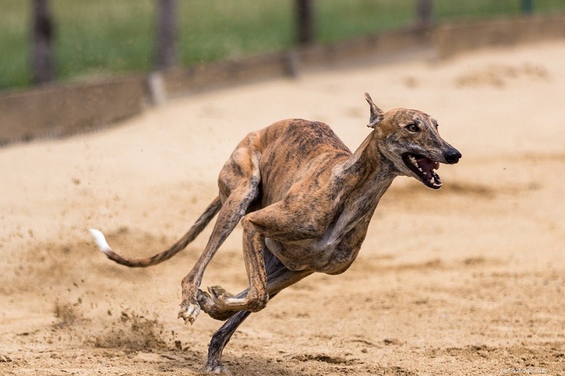 개는 얼마나 빨리 달릴 수 있습니까?